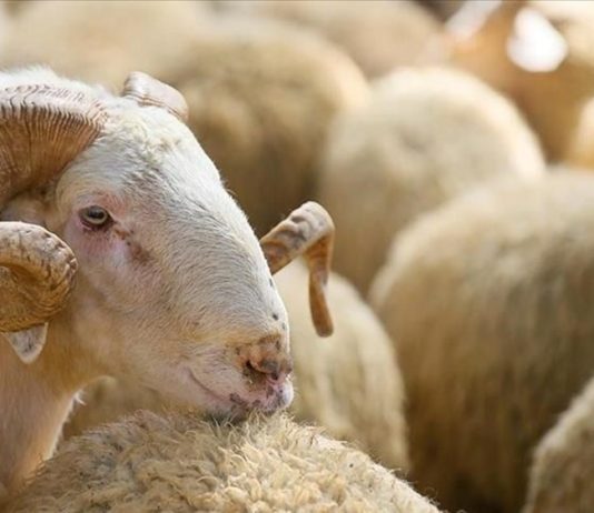 Therja e kurbanit ditën e Arafatit (natën e Bajramit)?
