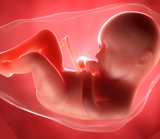 A bie në kundërshtim zbulimi shkencor i gjinisë së embrionit me ajetin kuranor që flet për dijen e Allahut?