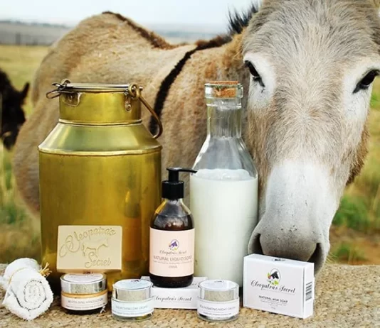 A lejohet qumështi i gomaricës për kurim?