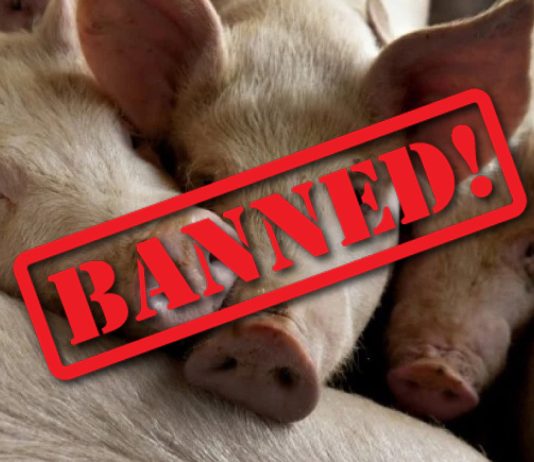 Përse në Islam ndalohet ngrënia e mishit të derrit (thiut)? – Përgjigje nga Dr. Zakir Naik