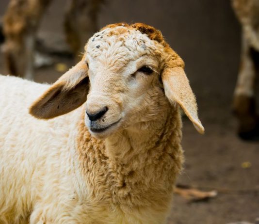 Kurbanin apo të shlyej borxhin?