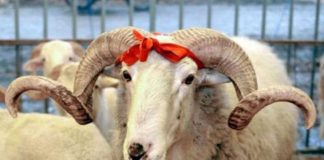 A lejohet shitja e ndonjë pjese të kurbanit?