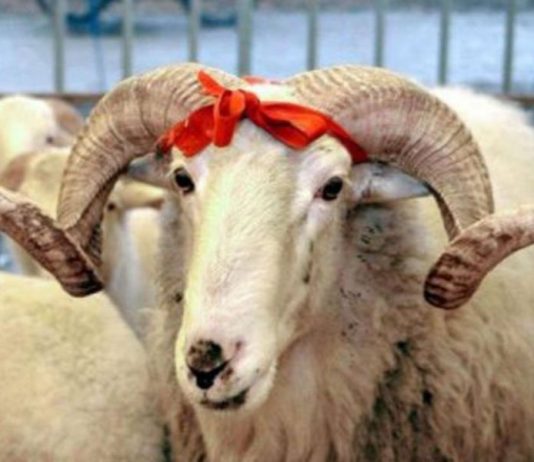 A lejohet shitja e ndonjë pjese të kurbanit?