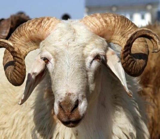 A lejohet therja e kurbanit për të sëmurët?