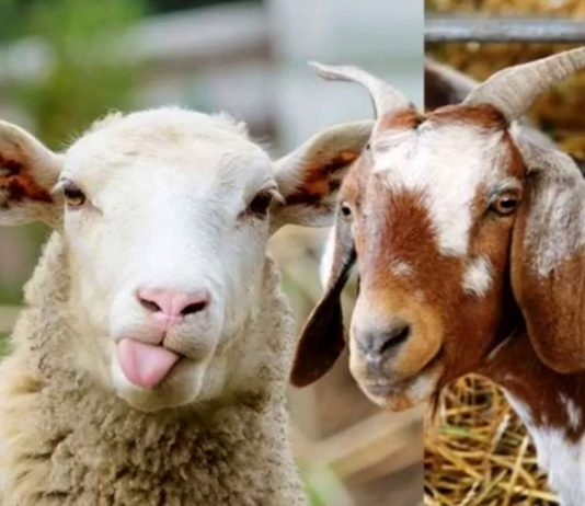 Cila është dispozita e kurbanit?!