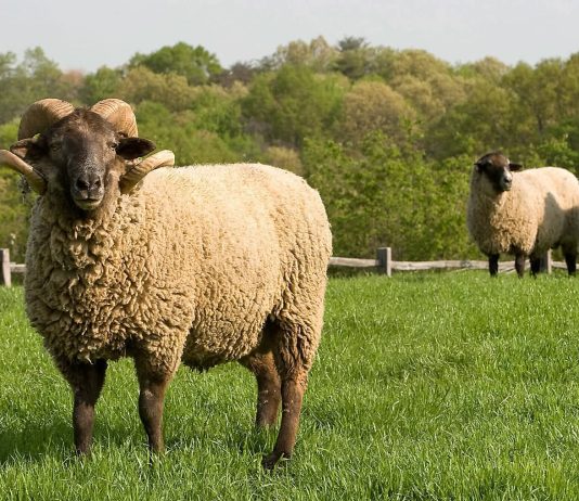 Ai i cili nuk ka mundësi të therr kurban çka mund të bëjë?