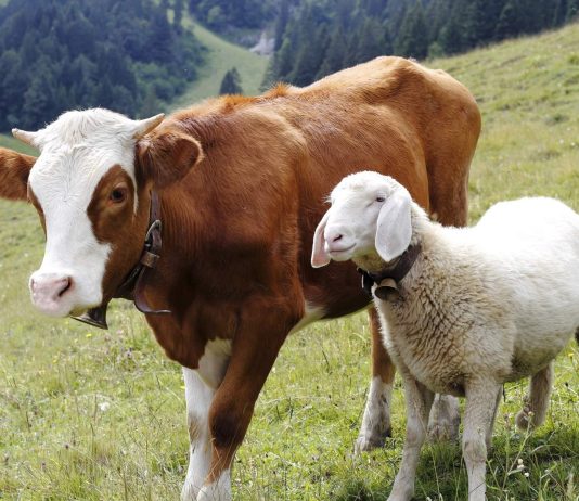 Cilat të meta e bëjnë të pavlefshëm kurbanin?