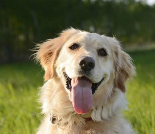 A lejohet mbajtja e qenit?