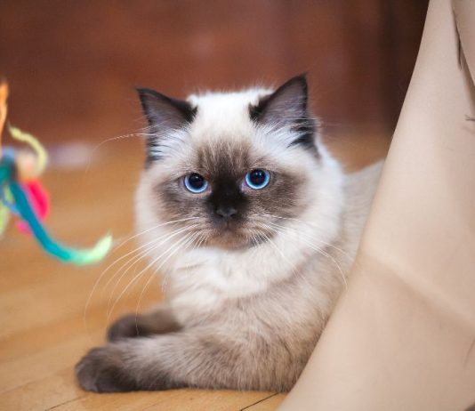 A lejohet mbajtja e macën në shtëpi?