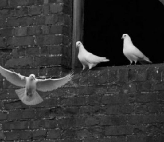 A na shohin shpirtrat e të vdekurve në këtë botë?