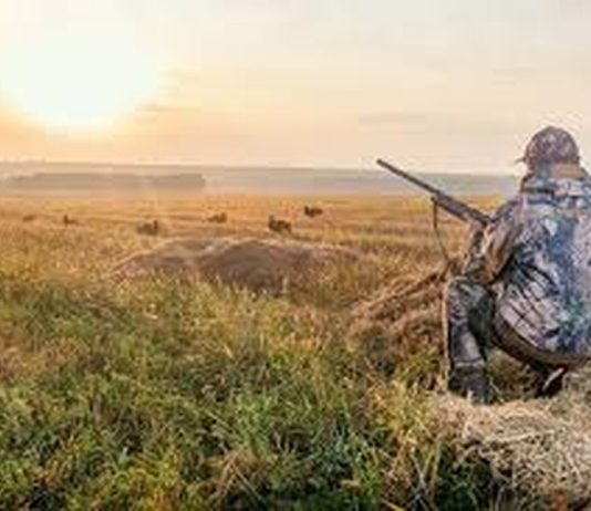 A mund të hahet pjesa e kafshës që shkëputet gjatë gjuetisë?