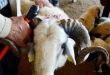 Çfarë gjykimi ka mishi i kurbanit të therur për themelet e shtëpisë?