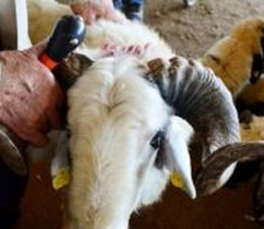 Çfarë gjykimi ka mishi i kurbanit të therur për themelet e shtëpisë?