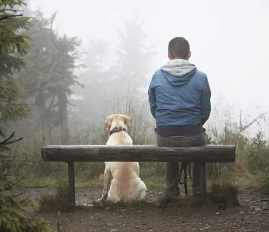 Ndarja e qenve sipas lejueshmërisë së mbajtjes së tyre (sipas Islamit)