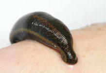 A lejohet të përdori shushunja për t’u mjekuar?