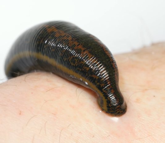 A lejohet të përdori shushunja për t’u mjekuar?