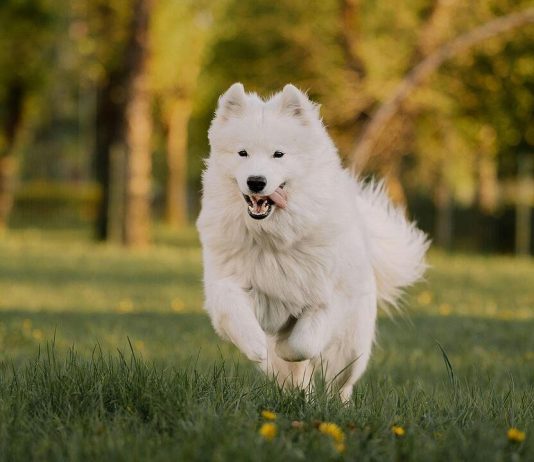 A lejohet shitblerja e qenit në Islam dhe kur mund të mbahet ai në shtëpi?
