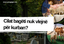 Cilat bagëti nuk vlejnë për kurban?