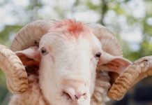 Kurban për të afërmin e sëmurë pa i treguar: A lejohet?