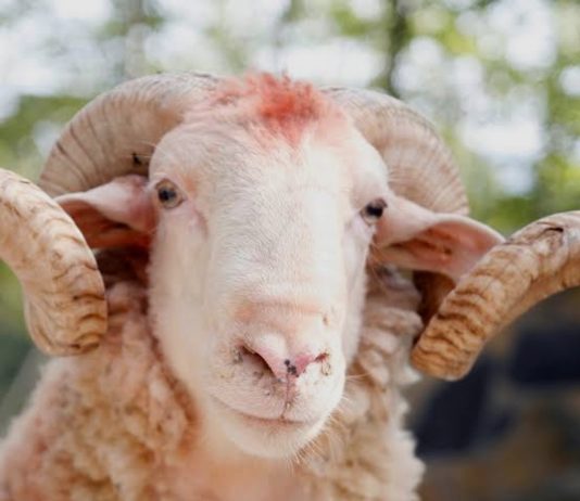 Deri në sa ditë lejohet të theret kurbani i Bajramit?